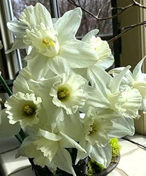 Mixed Color Sunflower Seeds for Planting Drought Tolerant Heirloom & GMO Free Seeds for Home Garden
 
 Sale for planting in home garden