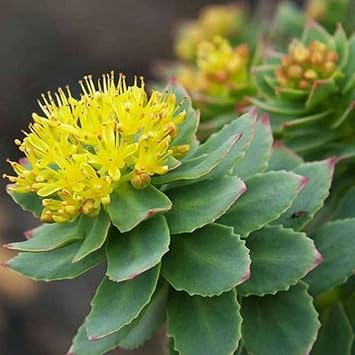 Rhodiola Rosea Flower seeds for Planting Easy to Grow Heirloom & GMO Free Seeds for Home Garden 
 
 Sale for planting in home garden