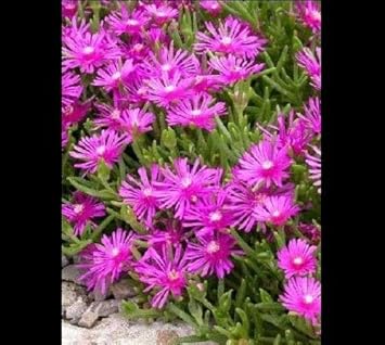 Purple Ice Flower seeds for Planting - Easy to Grow, Heirloom & GMO Free Seeds for Home Garden
 
 Sale for planting in home garden.