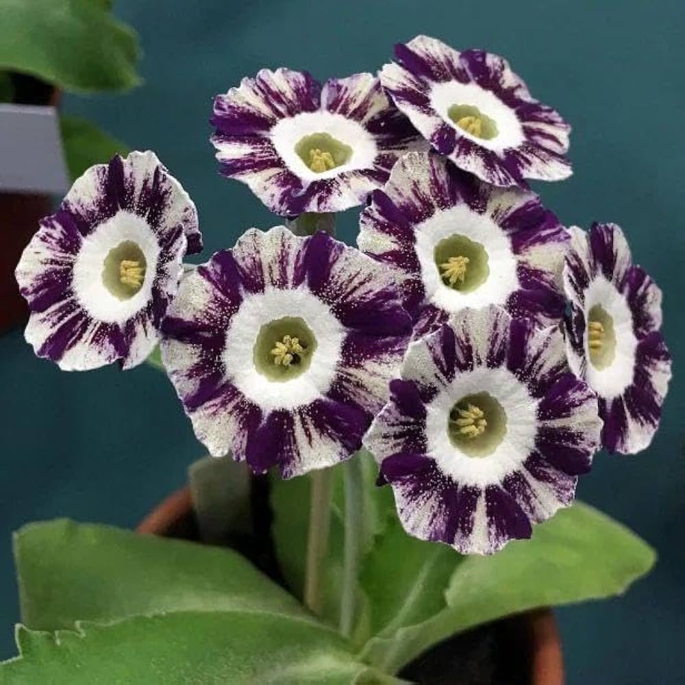 Rot-violette Primel-Blumensamen zum Einpflanzen für kräftige Blüten im Garten, perfekt für farbenfrohen Charme.