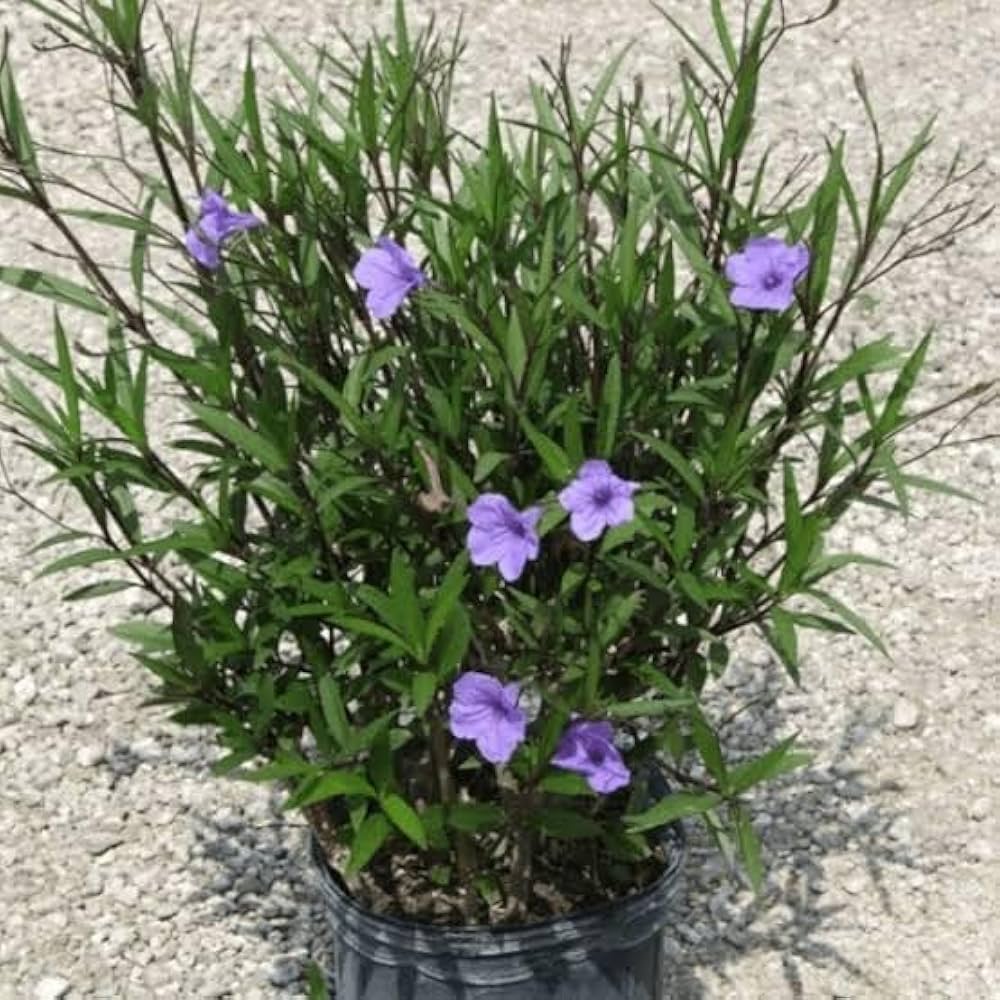Mexican Petunia Ruellia brittoniana for planting in flower bed