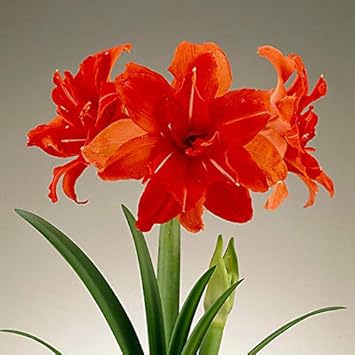 Violet Geranium Pelargonium Flower Seeds for Planting Vibrant Colors Heirloom & GMO Free Seeds for Home Garden
 
 Sale for planting in home garden