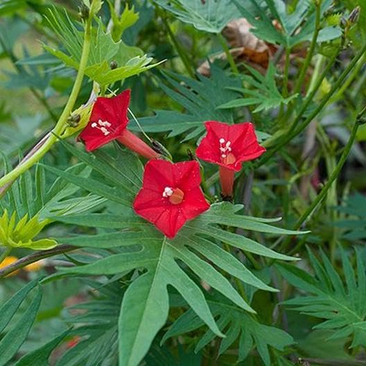 Red Cardinal Climber Flower seeds for Planting - Drought Tolerant, Heirloom & GMO Free Seeds for Home Garden
 
 Sale seeds for planting in home garden