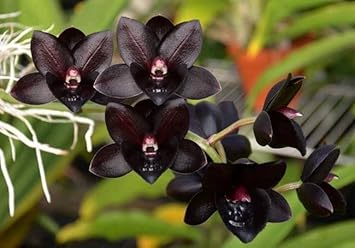 Black Monkey Face Orchid Flower seeds for Planting - Pollinator Friendly, Heirloom & GMO Free Seeds for Home Garden
 
 Sale for planting in home garden