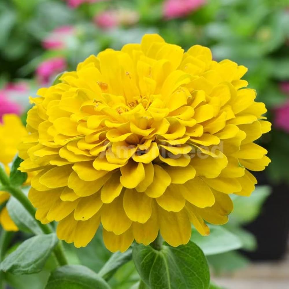 Canary Zinnia Flower seeds for Planting - Vibrant Colors, Heirloom & GMO Free Seeds for Home Garden
 
 Sale for planting in home garden.