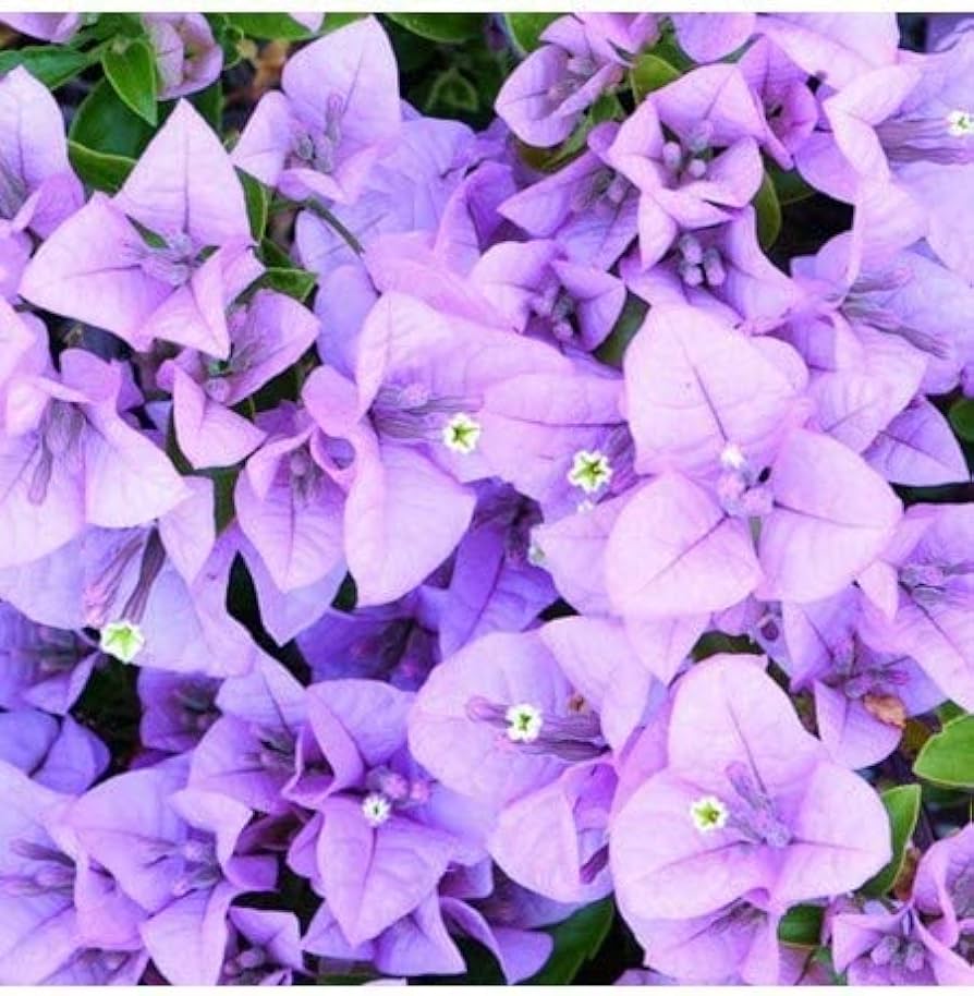 Bougainvillea Lavender Flower seeds for Planting - Hardy Variety, Heirloom & GMO Free Seeds for Home Garden
 
 Sale seeds for planting in home garden