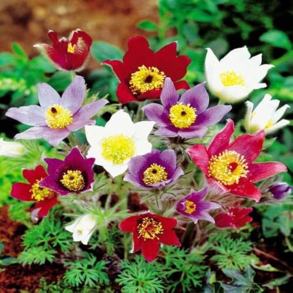 Mix Pulsatilla Pasque Flower seeds for Planting - Fragrant Blossoms, Heirloom & GMO Free Seeds for Home Garden
 
 Sale seeds for planting in home garden