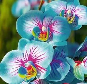 Black Tulip Flower Seeds for Planting Seasonal Bloomer Heirloom & GMO Free Seeds for Home Garden
 
 Sale for planting in home garden