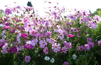 Cosmos Sensation Flower seeds for Planting - Premium Quality, Heirloom & GMO Free Seeds for Home Garden
 
 Sale seeds for home garden