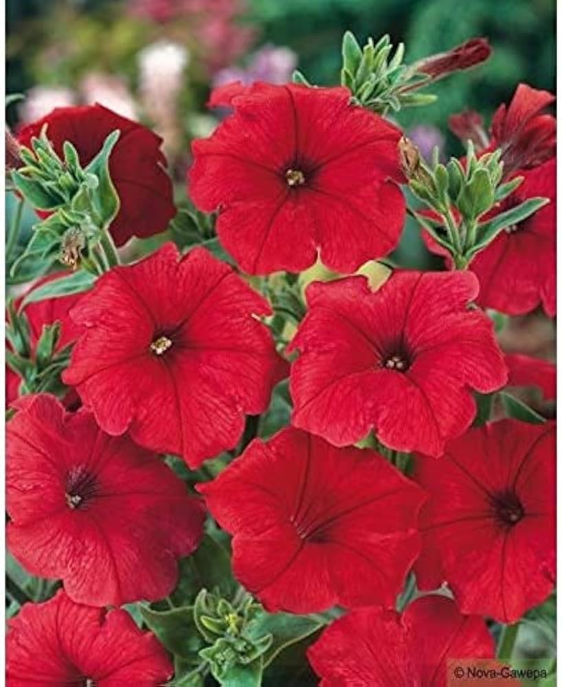 Burgundy Petunia Double Madness Flower seeds for Planting - Premium Quality, Heirloom & GMO Free Seeds for Home Garden
 
 Sale seeds for home garden