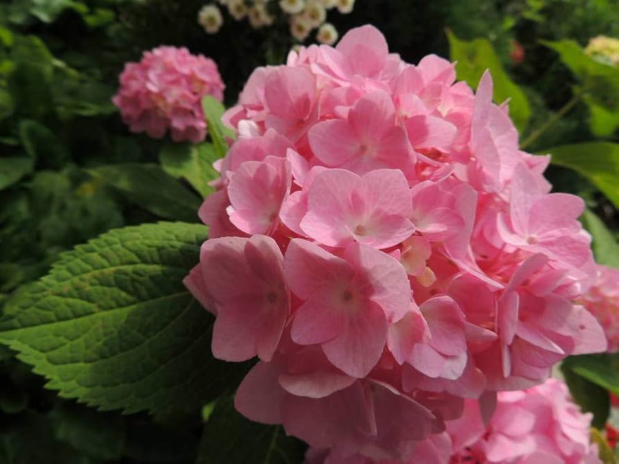 Hydrangea macrophylla mixed flower seeds