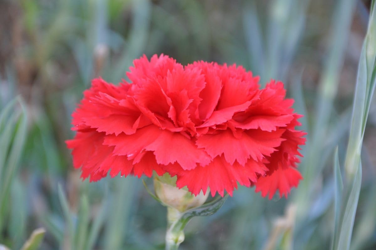 Carnation (Carnation Dianthus) seeds for planting in home garden