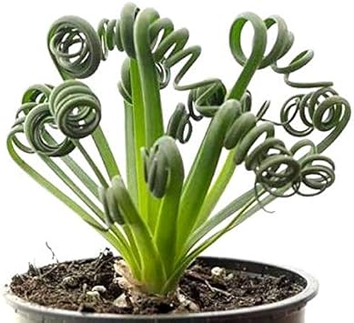 Spiralis Flower seeds for Planting Easy to Grow Heirloom & GMO Free Seeds for Home Garden 
 
 Sale for planting in home garden