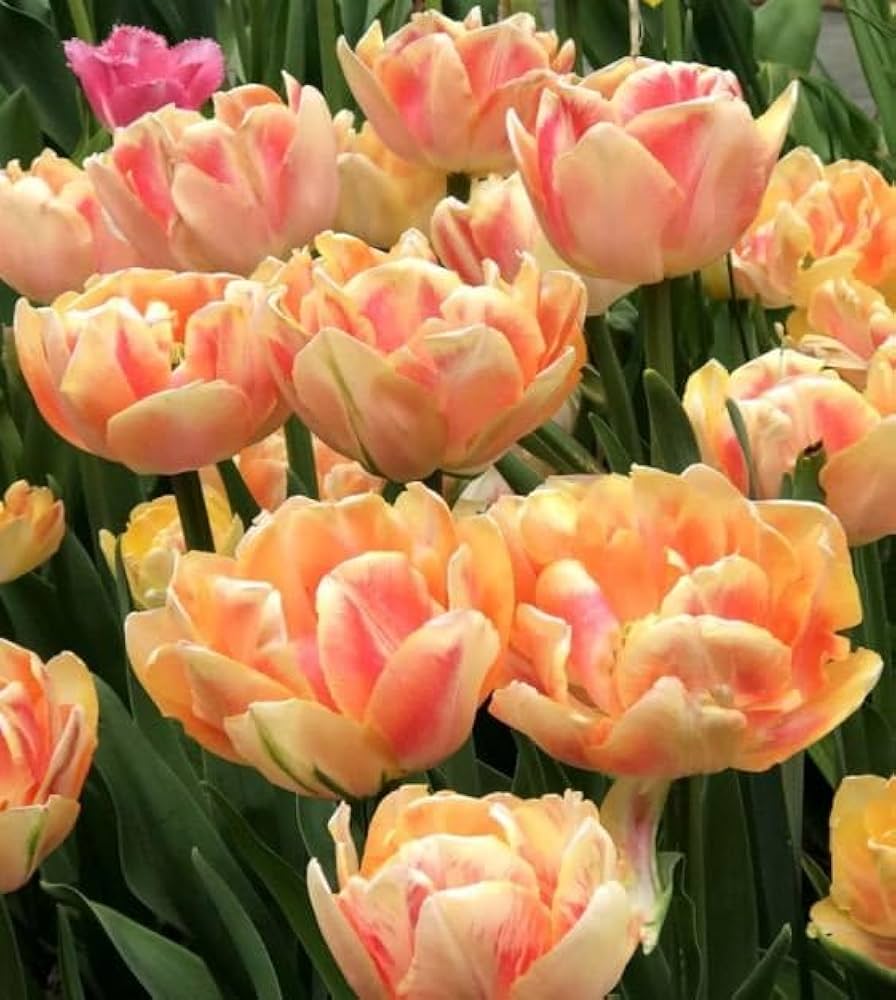 Orange And Pink Tulip Flower Seeds For Planting