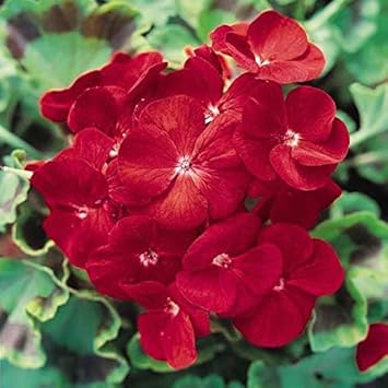 Deep Red Geranium Flower seeds for Planting - Shade Tolerant, Heirloom & GMO Free Seeds for Home Garden
 
 Sale for planting in home garden.