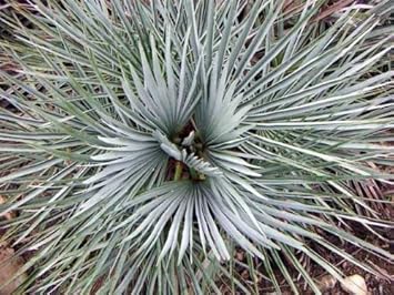 Green Humilis Silver Flower seeds for Planting - Drought Tolerant, Heirloom & GMO Free Seeds for Home Garden
 
 Sale seeds for home garden