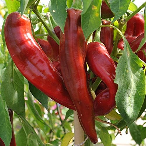 Jim Legacy Pepper Seeds For Planting - Rich Flavor Variety Vegetable Seeds