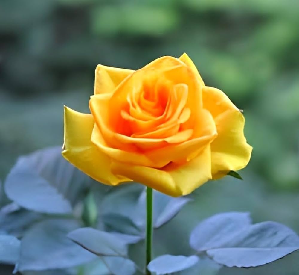 Yellow Rose Flower Seeds For Planting - Brighten Your Garden With Sunny Blooms