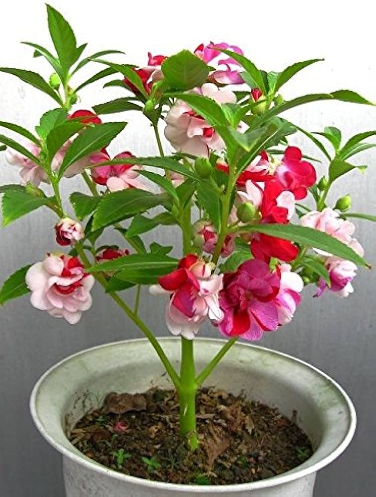 Garden Bonsai Impatiens Impatiens spp. Seeds for planting in indoor garden