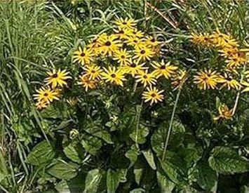 Yellow Fulgida Perennial Seeds Flower seeds for Planting - Seasonal Bloomer, Heirloom & GMO Free Seeds for Home Garden
 
 Sale for planting in home garden.