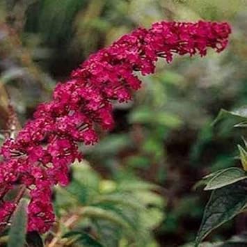 Dark Pink Buddleia Butterfly Bush Flower seeds for Planting - Long Bloom Season, Heirloom & GMO Free Seeds for Home Garden
 
 Sale for planting in home garden.