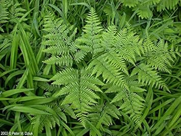 Fern Bracken Flower Seeds – Heirloom Non-GMO Hardy Plants for Garden Borders & Landscaping
 
 Sale seeds for home garden