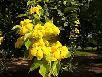 Dolichandra Unguis Flower seeds for Planting Seasonal Bloomer Heirloom & GMO Free Seeds for Home Garden 
 
 Sale for planting in home garden