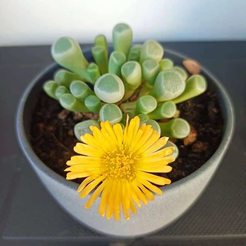 Heirloom Baby Toes Succulent Flower seeds for Planting Premium Quality Heirloom & GMO Free Seeds for Home Garden 
 
 Sale for planting in home garden