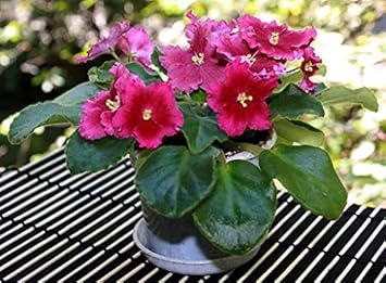 Mixed Double Petunia Flower Seeds for Planting Heirloom NONGMO Vibrant Garden Blooms 
 
 Sale for planting in home garden