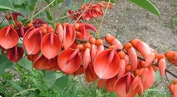 Erythrina Crista Galli Flower Seeds in Orange - Flower seeds for Planting - Easy to Grow, Heirloom & GMO Free Seeds for Home Garden
 
 Sale for planting in home garden.