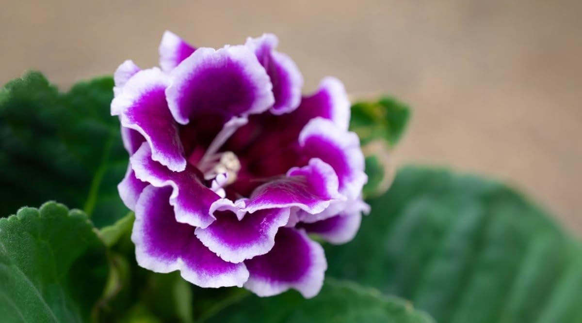 Deep Blue Phalaenopsis Orchid Seeds Pollinator Friendly Heirloom & GMO Free Seeds for Home Garden
 
 Sale for planting in home garden