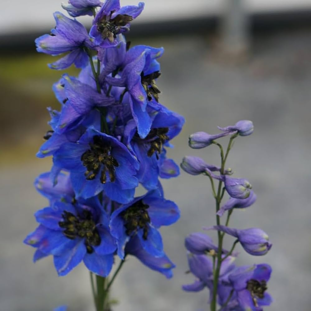 Delphinium for planting in flower bed