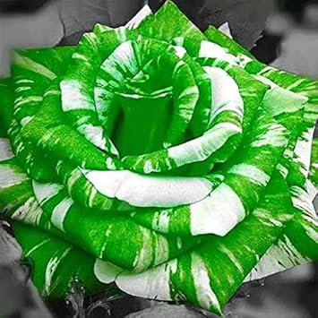 Green White Rose Flower Seeds for Planting, Heirloom Non-GMO, High Germination Organic Garden Seeds
 
 Sale seeds for home garden