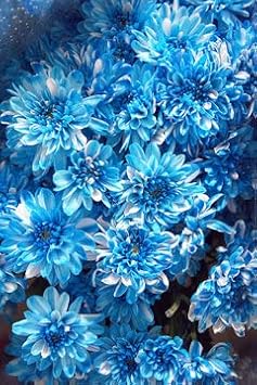 Sky Blue Chrysanthemum Flower seeds for Planting - Cottage Garden Essential, Heirloom & GMO Free Seeds for Home Garden
 
 Sale seeds for home garden