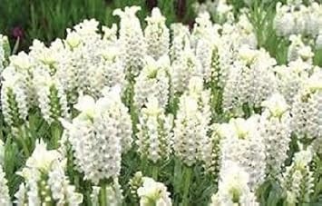 Light Yellow Lavender Flower seeds for Planting - Premium Quality, Heirloom & GMO Free Seeds for Home Garden
 
 Sale for planting in home garden.