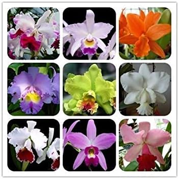 Mixed Cattleya Flower seeds for Planting - Cut Flower Favorite, Heirloom & GMO Free Seeds for Home Garden
 
 Sale seeds for planting in home garden