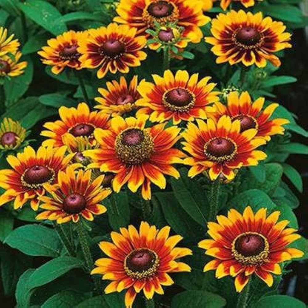 Rudbeckia Hirta Flower Seeds for planting in flower bed