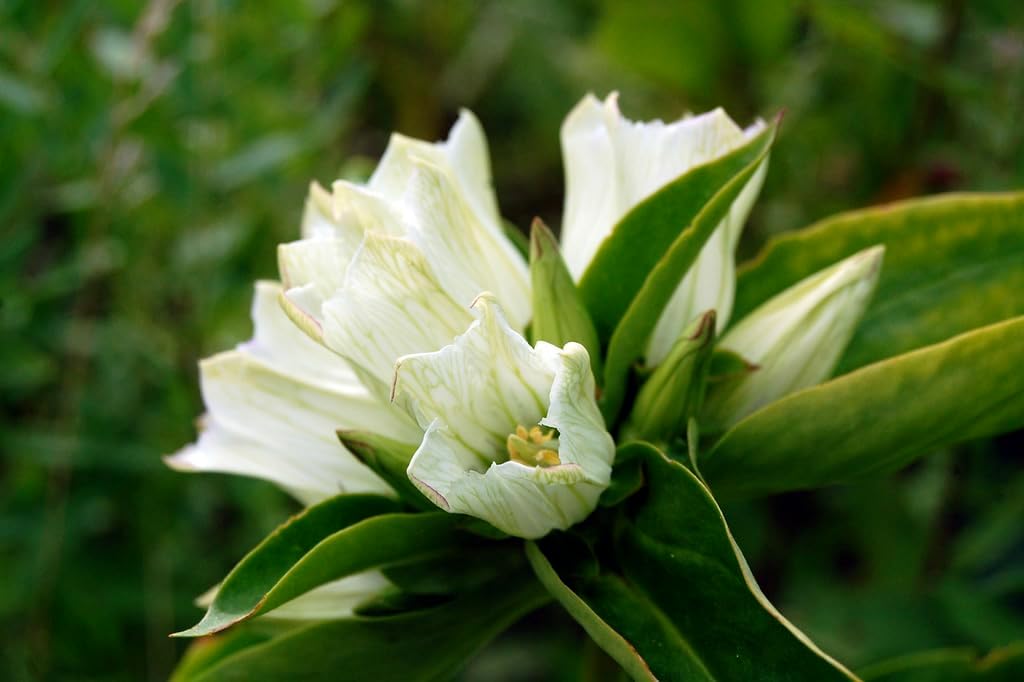 White (White Gentian) seeds for planting in home garden