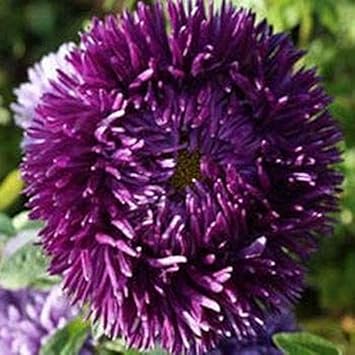 Purple Green Greenovia Flower Seeds for Planting Fragrant Blossoms Heirloom & GMO Free Seeds for Home Garden
 
 Sale for planting in home garden