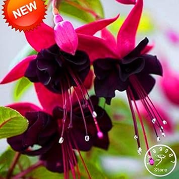Double Petals Fuchsia Flower seeds for Planting - Cut Flower Favorite, Heirloom & GMO Free Seeds for Home Garden
 
 Sale seeds for home garden