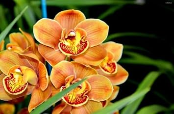 Orange Butterfly Orchid Flower seeds for Planting - Seasonal Bloomer, Heirloom & GMO Free Seeds for Home Garden
 
 Sale for planting in home garden.