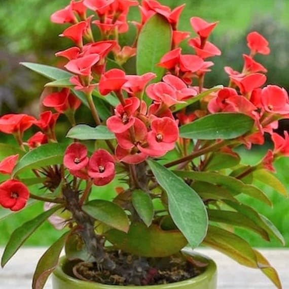 Euphorbia Griffithii Flower seeds for Planting - Compact Growth, Heirloom & GMO Free Seeds for Home Garden
 
 Sale for planting in home garden