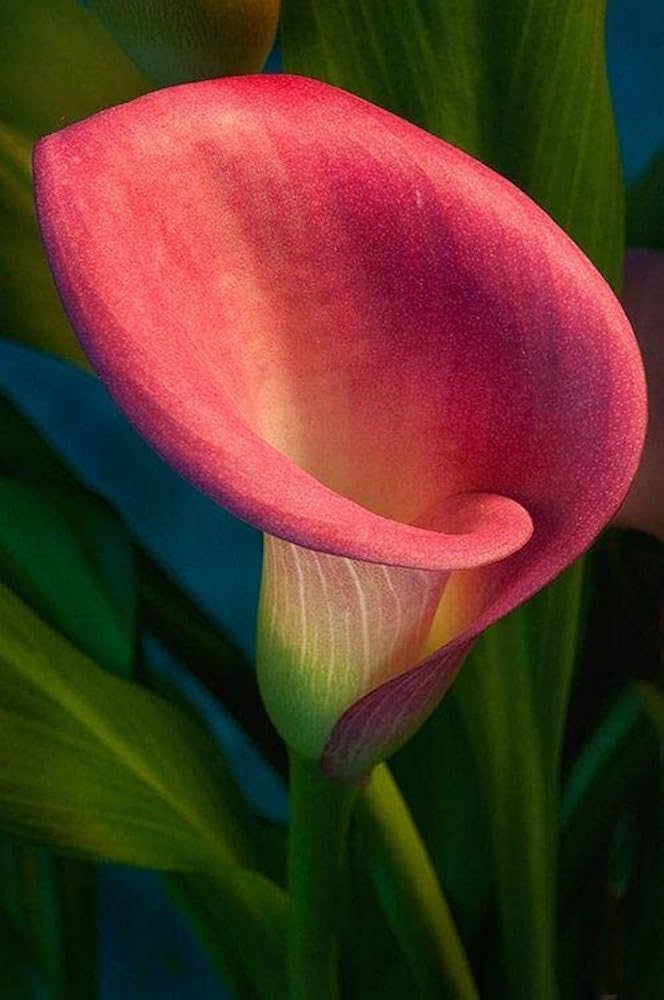 Calla Lily Zantedeschia spp. Bulbs for planting in flower bed