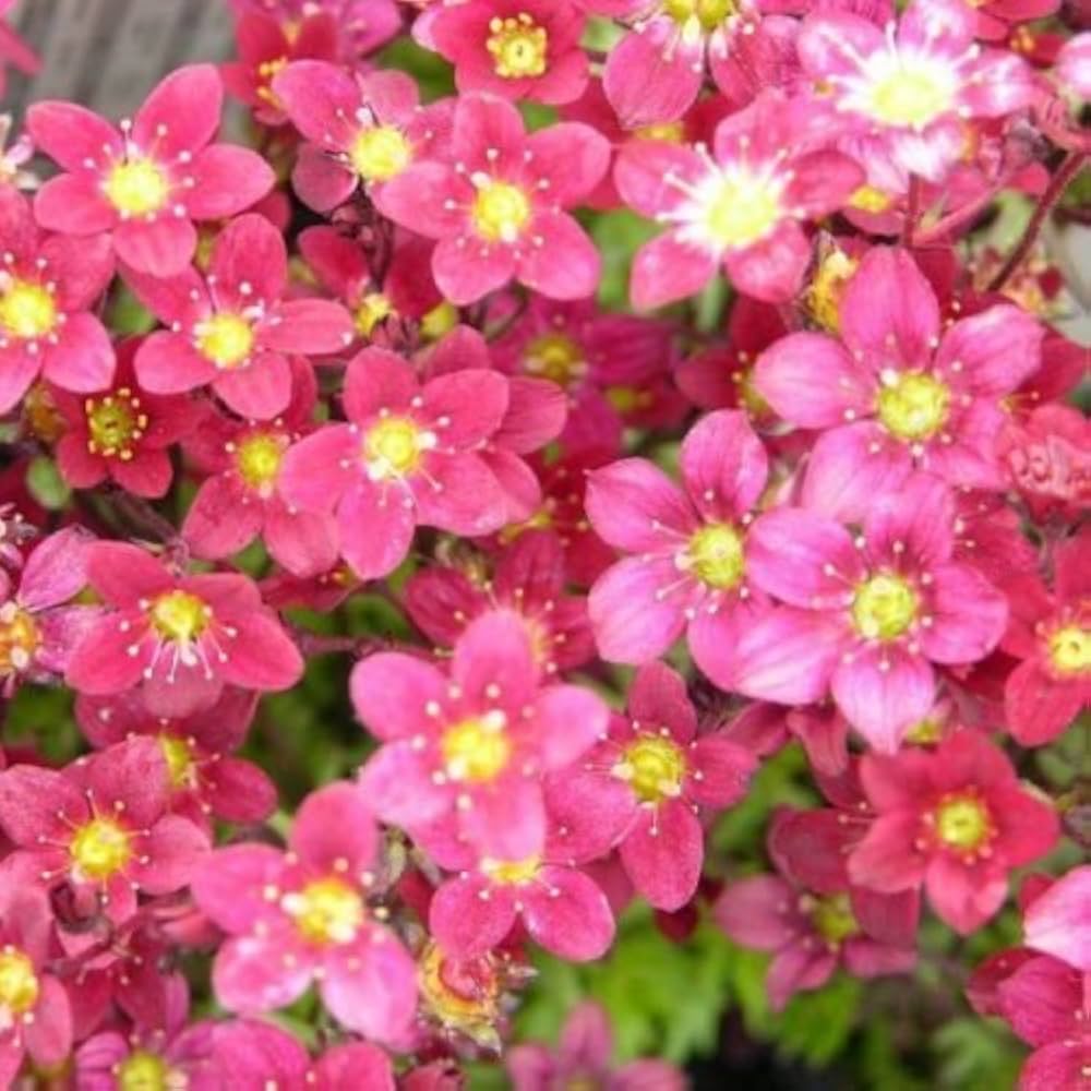 Saxifraga Highlander Rose Shades for rock garden planting