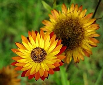 Yellow Orange Straw Flower seeds for Planting - Cottage Garden Essential, Heirloom & GMO Free Seeds for Home Garden
 
 Sale seeds for planting in home garden