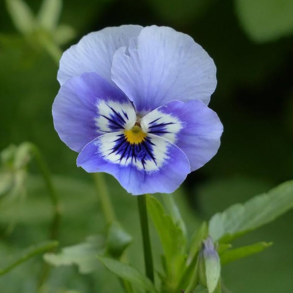Joker Light Blue Pansy for planting in cool garden pots