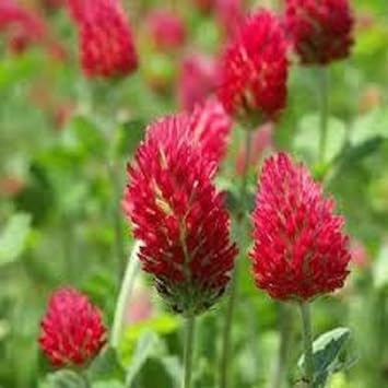 Red Clover Flower seeds for Planting - Seasonal Bloomer, Heirloom & GMO Free Seeds for Home Garden
 
 Sale seeds for planting in home garden