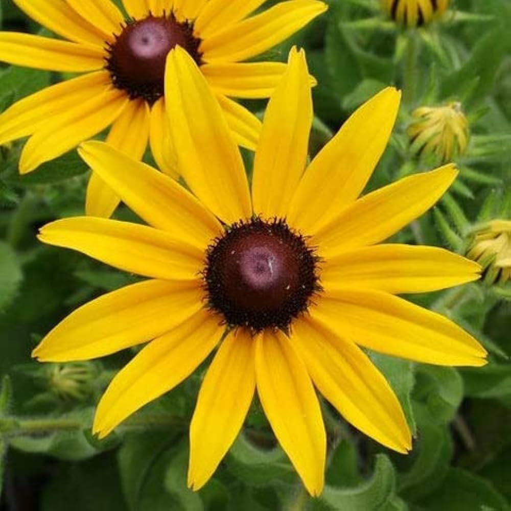 Rudbeckia Flower seeds for Planting - Shade Tolerant, Heirloom & GMO Free Seeds for Home Garden
 
 Sale for planting in home garden.