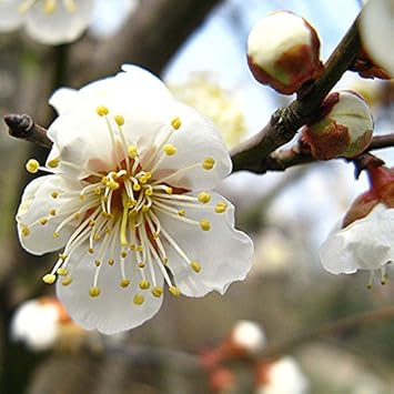 White Philadelphus Flower seeds for Planting - Hardy Variety, Heirloom & GMO Free Seeds for Home Garden
 
 Sale seeds for planting in home garden