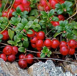 Vaccinium Vitas-Idaea Mountain Cranberry seeds